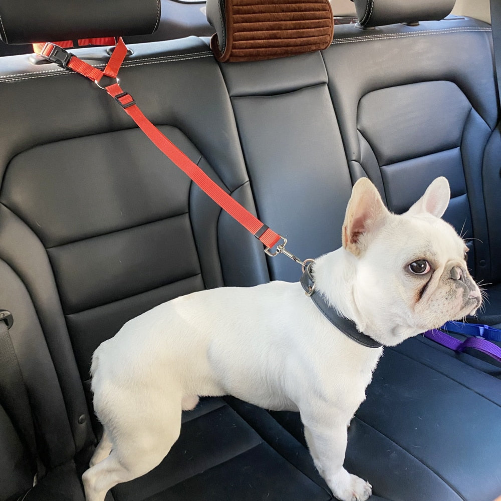 2 in 1 Seatbelt & Leash